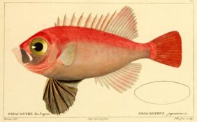 Cookeolus japonicus žvejyba