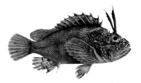 Parascorpaena mossambica žvejyba