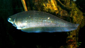 Xenomystus nigri žvejyba