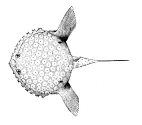 Halieutichthys aculeatus žvejyba