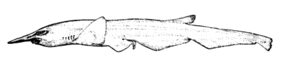 Pentanchus profundicolus žvejyba