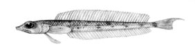 Hemerocoetes macrophthalmus žvejyba