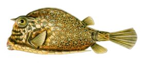 Acanthostracion quadricornis žvejyba