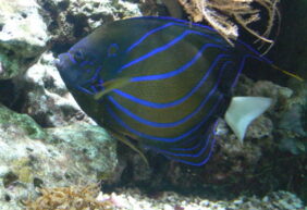 Pomacanthus annularis žvejyba