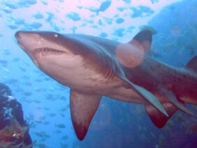 Carcharias taurus žvejyba