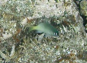 Plectroglyphidodon imparipennis žvejyba