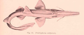 Pristiophorus nudipinnis žvejyba