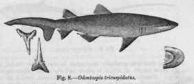 Carcharias tricuspidatus žvejyba