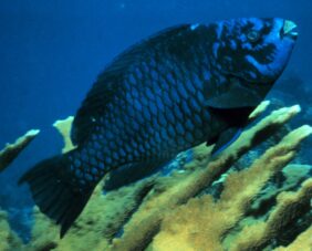 Scarus coelestinus žvejyba