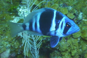 Hypoplectrus indigo žvejyba