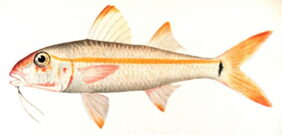 Mulloidichthys martinicus žvejyba