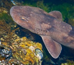 Haploblepharus fuscus žvejyba