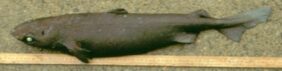 Centroscymnus coelolepis žvejyba