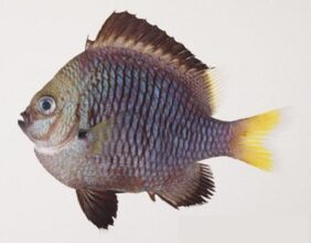 Dascyllus flavicaudus žvejyba