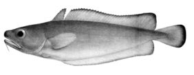 Salilota australis žvejyba