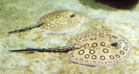 Potamotrygon motoro žvejyba