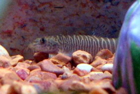 Schistura mahnerti žvejyba