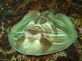 Trygonorrhina fasciata žvejyba