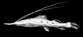 Platystomatichthys sturio žvejyba