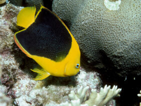 Holacanthus tricolor žvejyba