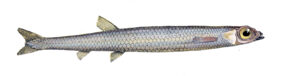 Microstoma microstoma žvejyba