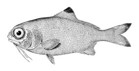Polymixia nobilis žvejyba