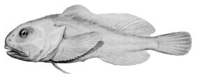 Psychrolutes marcidus žvejyba