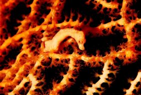 Hippocampus denise žvejyba