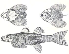Rhyacichthys aspro žvejyba