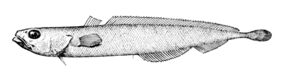 Halargyreus johnsonii žvejyba