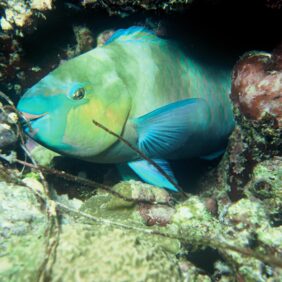 Scarus ferrugineus žvejyba