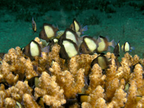 Dascyllus reticulatus žvejyba
