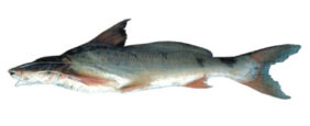 Luciopimelodus pati žvejyba