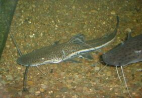 Sorubimichthys planiceps žvejyba