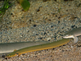 Erpetoichthys calabaricus žvejyba