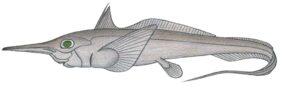 Harriotta raleighana žvejyba