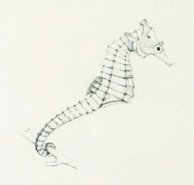 Hippocampus camelopardalis žvejyba