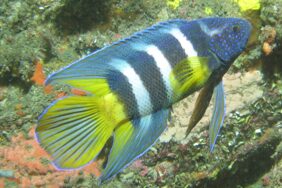 Paraplesiops bleekeri žvejyba