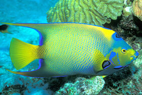 Holacanthus ciliaris žvejyba