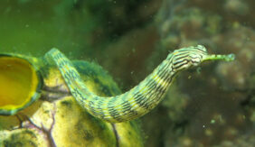 Corythoichthys haematopterus žvejyba