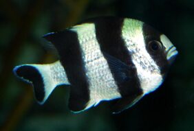 Dascyllus melanurus žvejyba