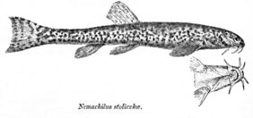 Triplophysa stoliczkai žvejyba