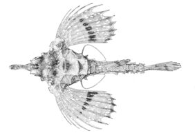 Eurypegasus papilio žvejyba