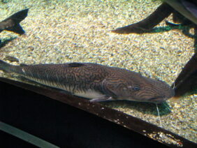 Pseudoplatystoma fasciatum žvejyba