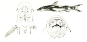Chiloglanis brevibarbis žvejyba