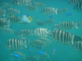Abudefduf septemfasciatus žvejyba