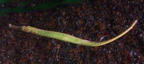 Syngnathoides biaculeatus žvejyba