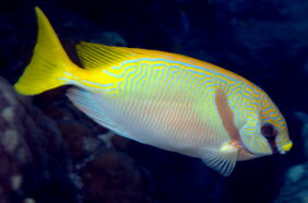 Siganus doliatus žvejyba