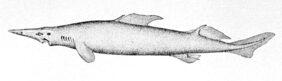 Scymnodon ringens žvejyba