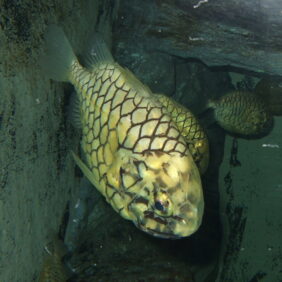 Monocentris japonica žvejyba